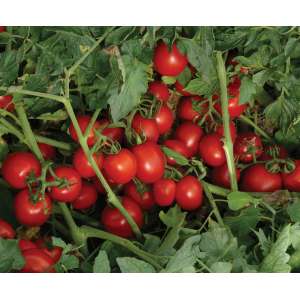 7204 F1 - томат детерминантный (Lark Seeds) фото, цена